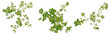 © Peter Hai - Stellaria media tree plan, top view, cutout, transparent background, isolate, Delicate green plant leaves with a soft focus background, perfect for nature themes.