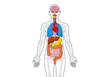 © Titi - The human body illustrates internal organs including brain, heart, lungs, stomach and intestines.