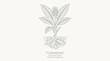 © saukul - Turmeric Plant Botanical Illustration Line Art
