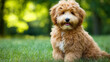 © dhea - Celebrating International Doodle Dog Day with a happy dog outdoors