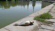 © Preecha - Dead fish lying on a concrete riverbank highlighting environmental pollution and ecological damage in urban waterways