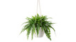 © AAAstock2025 - A green domestic houseplant fern hanging gracefully inside a white hanging basket pot isolated on transparent background cut out