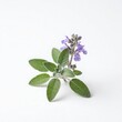 © HRHabib - Sage plant with purple flowers isolated on white background provides natural botanical herbal element for wellness organic gardening culinary aromatherapy medicinal plant and nature.