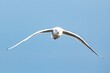 © PIotr - Front view of a white seagull flying directly towards the camera against a clear blue sky
