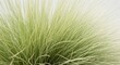 © dadtophoto - Delicate, feathery wreath grass texture in natural sunlight, suitable for ornamental design and dried floral arrangement use, close up, plumes, grass