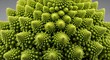 © anam - Romanesco broccoli, close-up, green vegetable, nobody