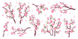 © YummyBuum - Sakura branches. Cherry blossom twigs, decorative spring botanical elements with pink delicate flowers, japanese plant, flying petals, vibe, almonds, plums for graphic design, tidy vector set