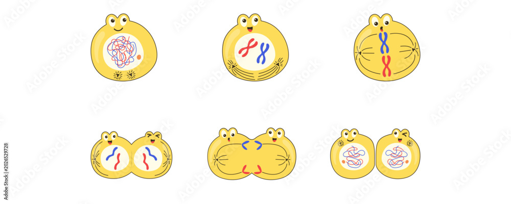Mitosis Process Illustration Set, Anaphase Metaphase Telophase Cell ...
