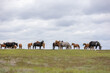 © Natalya Ugryumova - Herd of wild horses grazing on a green hill under cloudy sky