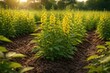 © pngking - Sunn hemp plants flourishing in well-tended farm soil environment