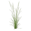 © PNG BOSS - Fresh green ornamental grass plant in pot isolated on transparent background