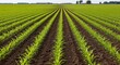 © raceng - Perfectly Aligned Rows of Young Corn Create a Vanishing Point Perspective.