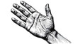 © Sean - Open Palm Hand Drawing Isolated on Transparent Background Sketch