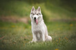 © Кристина Чижмар - Happy Siberian Husky dog sitting on grass in spring park