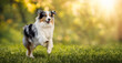 © kathrineva20 - Blue merle Australian Shepherd running on green grass in sunny park, happy energetic dog in motion with golden bokeh background.
