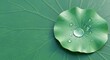 © Palupi - Close-up of a single water droplet on a vibrant green lotus leaf.