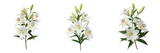 Set of Three Fresh White Lily Flower Stems Isolated on White Background, Elegant Floral Botany Elements for Wedding Design, Romantic Greeting Cards, and High-Quality Decorative Graphic Projects
