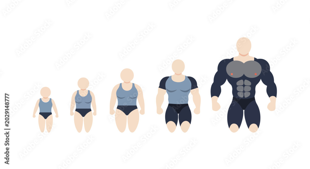Fitness Transformation: From Small to Muscular Body Types Stock Vector ...