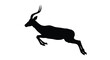 © Nazrul - impala silhouette jumping on white background