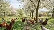 © Weiming - Happy free-range chickens foraging in a blooming orchard, ecological agriculture
