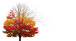 © soniya - A deciduous tree transitioning from vibrant red and orange autumn leaves to bare white branches, with falling leaves on a black background