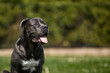 © ASDF - Large black dog sits on green grass