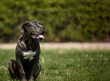 © ASDF - Dark dog sits on grass, tongue out