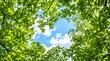 © EPENK - A serene daytime view looking up through lush green tree leaves towards a partly cloudy blue sky with sunlight filtering through