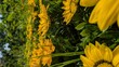 © Mystock - Sunflowers are bright and cheerful flowers that make any garden look beautiful. They are known for their large yellow petals and tall green stems that turn toward the sun. Sunflowers grow best in sunn