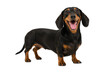 © MJ iceberg - Happy black and tan dachshund dog standing and smiling isolated on gray background, adorable short legged pet with glossy coat looking at camera in studio portrait