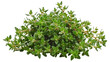 © Andrej - Fresh green thyme herb sprigs, isolated on transparent background for culinary use