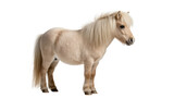 Small palomino pony with flowing mane, isolated on transparent background