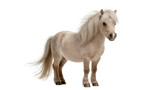 Small light brown pony with flowing mane and tail, isolated on transparent background