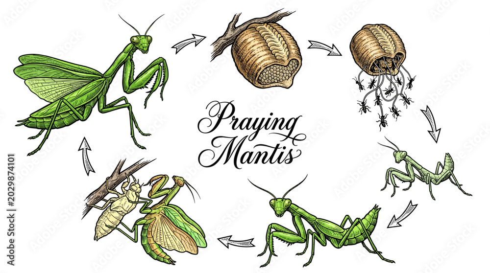 Mantis Development Life Cycle of a Praying Mantis Vector Illustration Showing Stages from ...