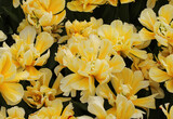 Vibrant yellow and white double tulips floral background