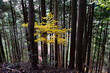 © Green Cap 55 - 丹沢の仏果山　紅葉の森　クロモジの黄色
