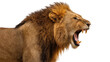 © Noah - Majestic male lion roaring with open mouth and sharp teeth, isolated on transparent background