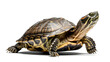 © Ali - A colorful turtle with a unique shell pattern is crawling on a plain white background