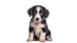 © Sofix - Black and white border collie puppy sitting, isolated on transparent background