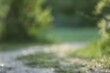 © New Africa - Blurred view of ground and trees at morning park