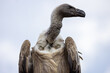 © Travel 'n' Lifestyle - View of a vulture with its head turned showing detailed feathers and sharp beak against a cloudy sky Selestat, Grand Est, France.