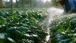 © Vitalii - Person's hand holding a sprinkler and spraying water over a field of green plants. the person is wearing a blue shirt and appears to be working in the field.