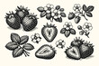 © Maira - Vintage Strawberry Botanical Illustration Set Featuring Hand Drawn Flowers, Leaves, Whole Berries, and Slices. Engraving Style Vector Art for Organic Food Branding, Garden Design, and Retro Decor.