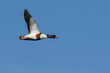 © Johannes Jensås - Common shelduck (Tadorna tadorna) in flight