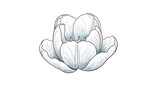 Detailed Line Art Vector Illustration of blooming Double Tulip
