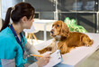 © Studio Romantic - Veterinarian woman dog spaniel clinic exam checkup healthcare. Friendly cocker on table as pet doctor notes details in a bright clinic. Concept of professional pet healthcare service today.