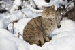 © Frank Sommariva/imageBROKER - Wildcat (Felis silvestris) sitting in the snow, captive, Thuringia, Germany