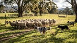 Flock of sheep herded by two dogs in grassy farm field with trees fences and buildings under daylight