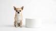 © Wild Life Studio - Chihuahua dog with white cylinder on minimalist background