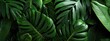 © Sergey - Panoramic tropical leaf wall made of monstera and banana leaves, rich green textures, modern jungle aesthetic, soft luxury lighting, large panoramic